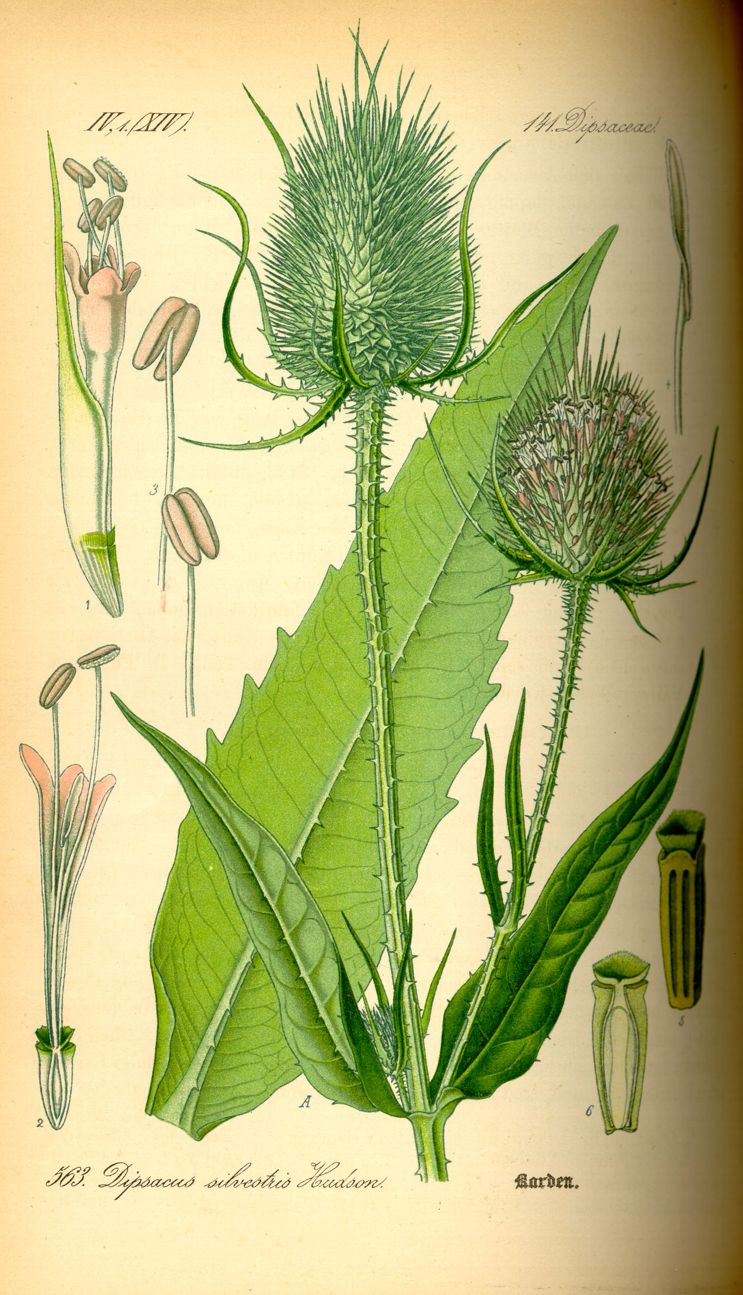 Illustration Dipsacus fullonum, Par Prof.+Dr.+Otto+Wilhelm+Thom%C3%A9+Flora+von+Deutschland%2C+%C3%96sterreich+und+der+Schweiz+1885%2C+Gera%2C+Allemagne, via wikimedia 