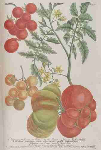 Illustration Solanum lycopersicum, Par Weinmann Johann Wilhelm (Phytanthoza iconographia, vol. 4: t. 935, fig. a ; 1745), via plantillustrations.org 