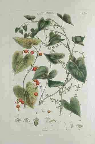 Illustration Dioscorea communis, Par Miller J. (Illustratio systematis sexualis Linnaei, t. 89, 1770-1777), via plantillustrations.org 
