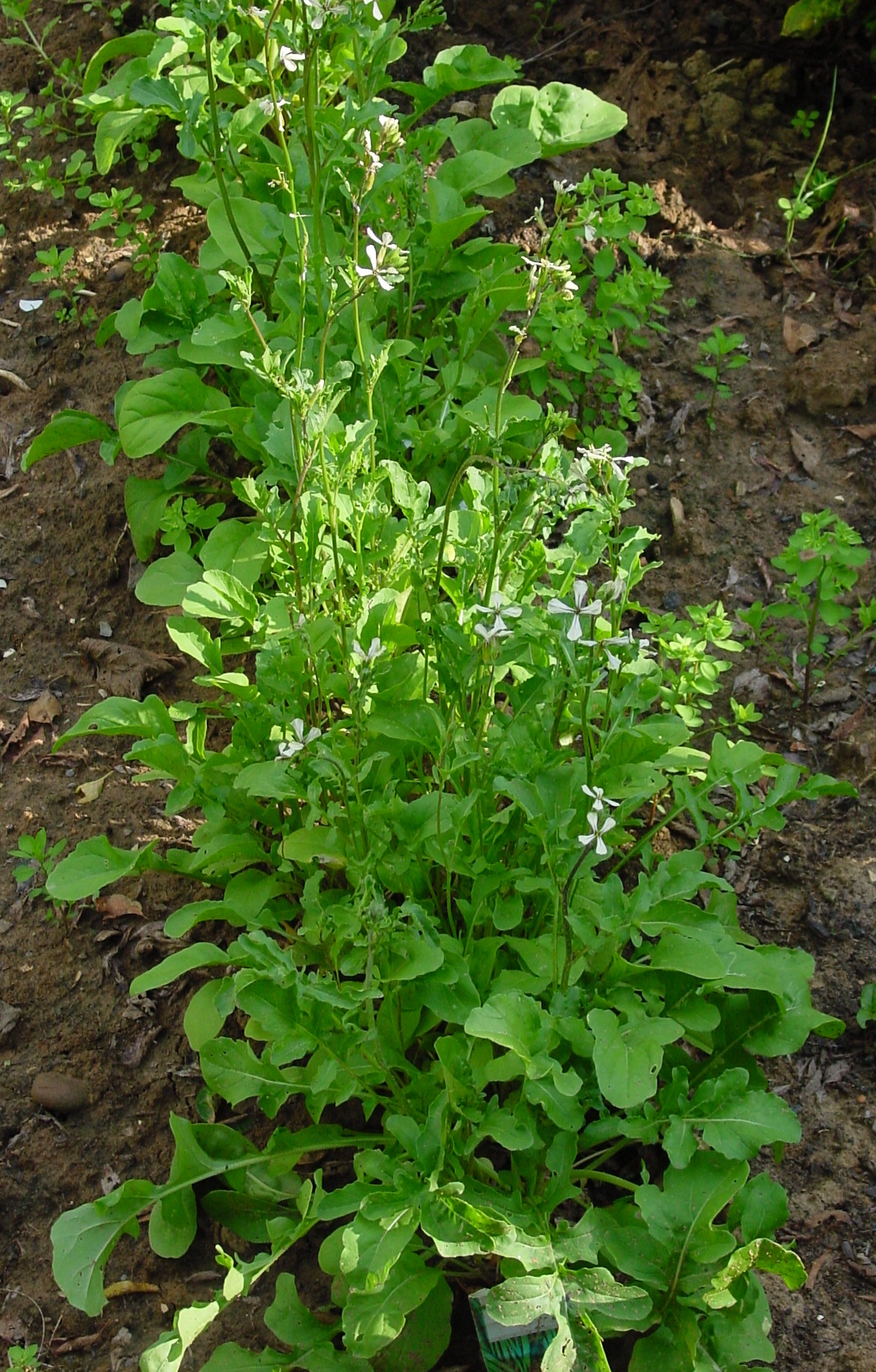 Illustration Eruca vesicaria, Par Leo Michels, via wikimedia 