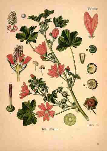 Illustration Malva sylvestris, Par Köhler F.E. (Medizinal Pflanzen, vol. 1: t. 59 ; 1887), via plantillustrations.org 