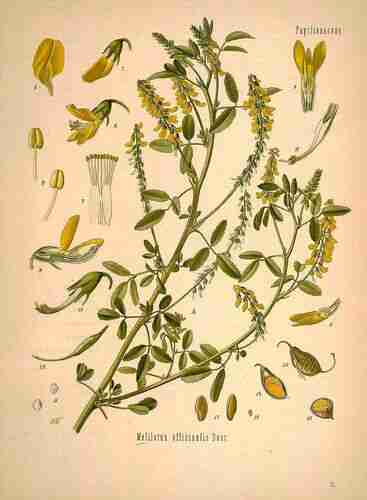 Illustration Melilotus officinalis, Par Köhler F.E. (Medizinal Pflanzen, vol. 1: t. 52 ; 1887), via plantillustrations.org 