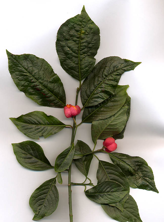Illustration Euonymus europaeus, Par MPF, via wikimedia 
