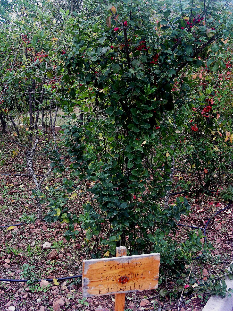 Illustration Euonymus europaeus, Par Javier martin, via wikimedia 