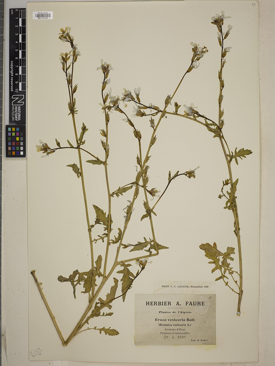 Illustration Eruca vesicaria, Par Inconnu (BM010755249), via wikimedia 