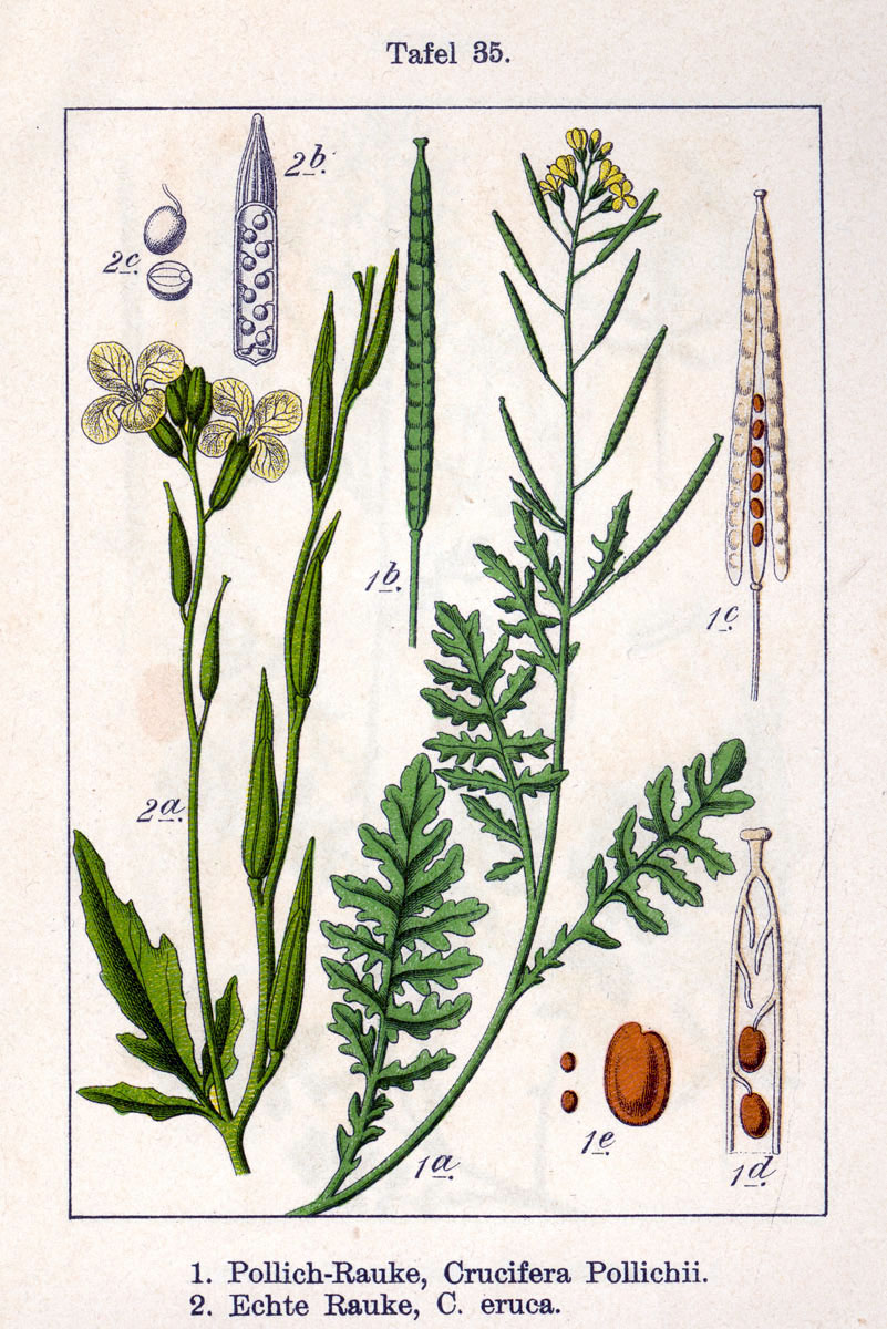Illustration Eruca vesicaria, Par Johann+Georg+Sturm+%28Peintre+%3A+Jacob+Sturm%29, via wikimedia 