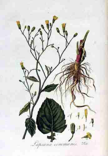 Illustration Lapsana communis, Par Kops et al. J. (Flora Batava, vol. 3: t. 220, 1814), via botanicalillustrations 