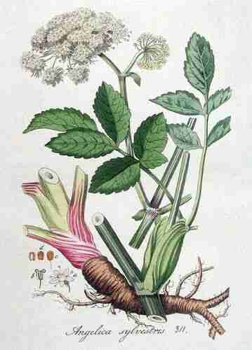 Illustration Angelica sylvestris, Par Kops et al. J. (Flora Batava, vol. 4: t. 311 ; 1822), via plantillustrations.org 