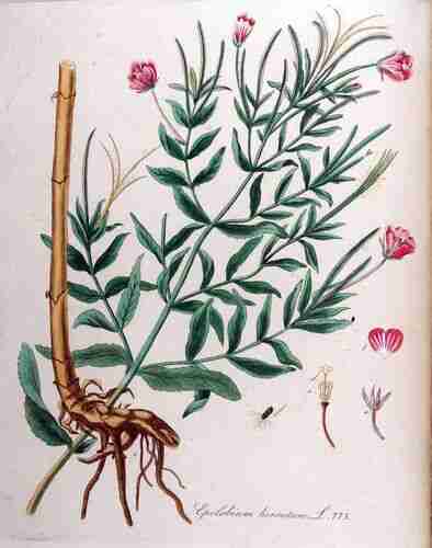 Illustration Epilobium hirsutum, Par Kops et al. J. (Flora Batava, vol. 10: t. 773 ; 1849), via plantillustrations.org 