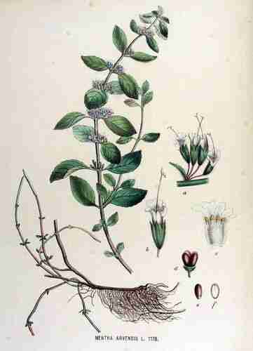 Illustration Mentha arvensis, Par Kops et al. J. (Flora Batava, vol. 15: t. 1178 ; 1877), via plantillustrations 