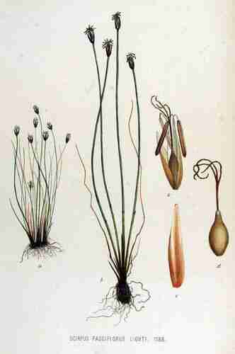 Illustration Eleocharis quinqueflora, Par Kops et al. J. (Flora Batava, vol. 15: t. 1188 ; 1877), via plantillustrations.org 