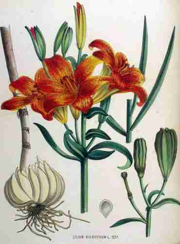 Illustration Lilium bulbiferum, Par Kops et al. J. (Flora Batava, vol. 16: t. 1227, 1881), via plantillustrations.org 