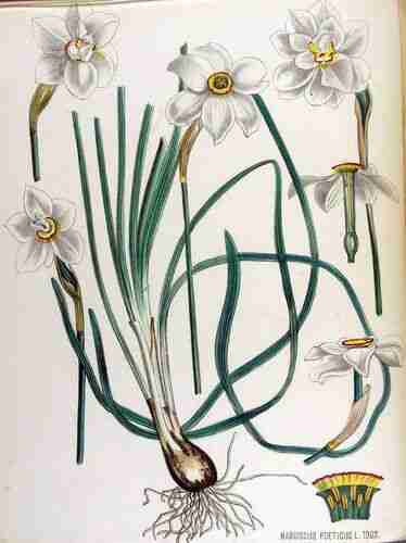 Illustration Narcissus poeticus, Par Kops et al. J. (Flora Batava, vol. 17: t. 1303 ; 1885), via plantillustrations.org 