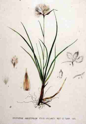 Illustration Eriophorum angustifolium, Par Kops et al. J. (Flora Batava, vol. 19: t. 1471; 1895), via plantillustrations.org 