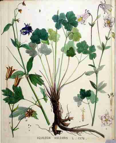 Illustration Aquilegia vulgaris, Par Kops et al. J. (Flora Batava, vol. 20: t. 1576 ; 1898), via plantillustrations.org 