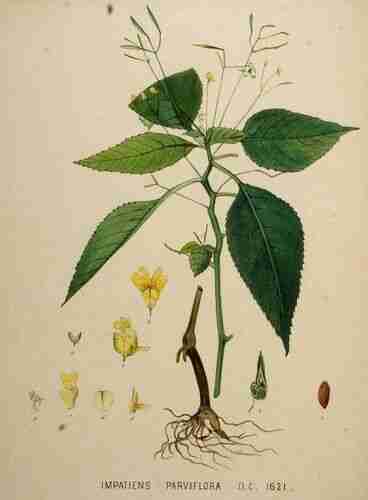Illustration Impatiens parviflora, Par Kops et al. J. (Flora Batava, vol. 21: t. 1621, 1901), via plantillustration.org 