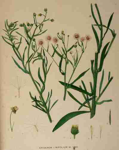 Illustration Erigeron bonariensis, Par Kops et al. J. (Flora Batava, vol. 22: t. 1748 ; 1906), via plantillustrations.org 