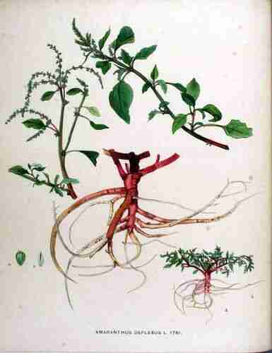 Illustration Amaranthus deflexus, Par Kops et al. J. (Flora Batava, vol. 23: t. 1781 ; 1911), via plantillustrations.org 