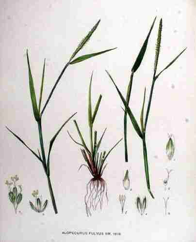 Illustration Alopecurus aequalis, Par Kops et al. J. (Flora Batava, vol. 23: t. 181 ; 1911), via plantillustrations.org 