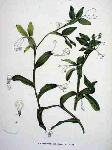 Illustration Lathyrus ochrus, Par Kops et al., J. (Flora Batava, vol. 27: t. 2126, 1930), via plantillustrations.org 