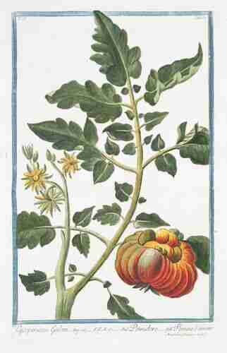 Illustration Solanum lycopersicum, Par Bonelli Giorgio (Hortus Romanus juxta Systema Tournefortianum, vol. 2: t. 62 ; 1783-1816), via plantillustrations.org 