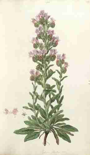 Illustration Echium plantagineum, Par Sibthrop J., Smith J.E. (Flora Graeca (drawings), vol. 2: t. 79 ; 1813), via plantillustrations.org 