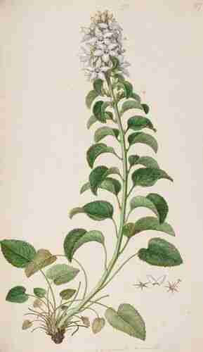 Illustration Campanula versicolor, Par Sibthrop J., Smith J.E. (Flora Graeca (drawings), vol. 3: t. 7 ; 1819), via plantillustrations.org  
