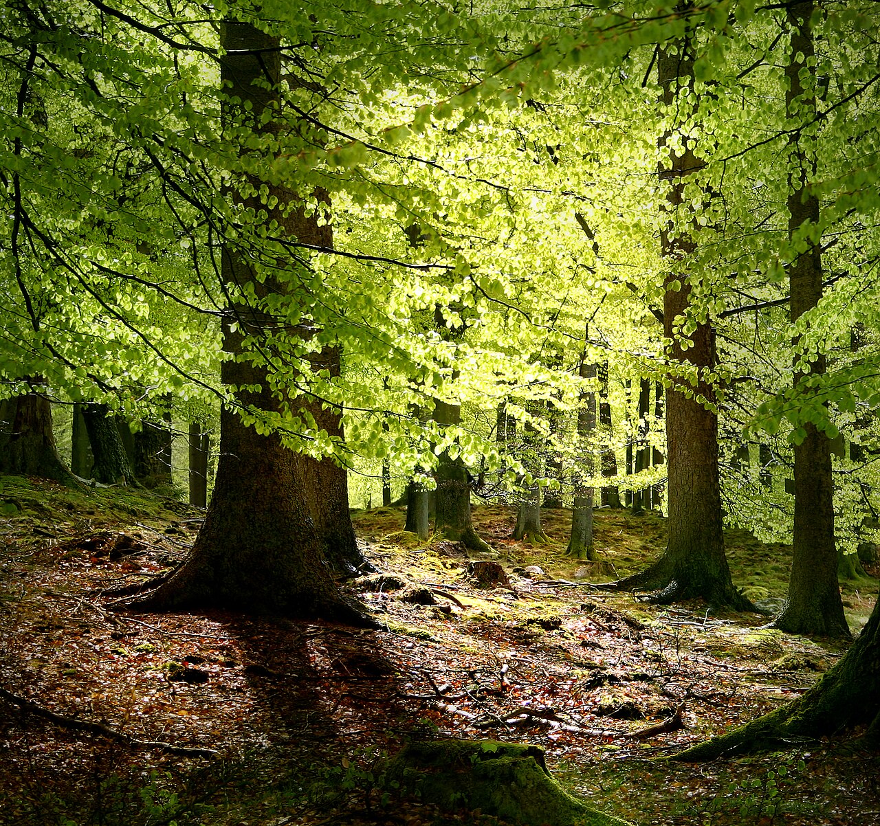 Illustration Fagus sylvatica, Par Malene Thyssen, via wikimedia 