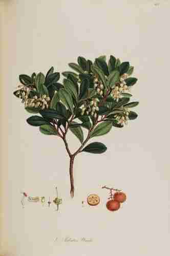 Illustration Arbutus unedo, Par Sibthrop J. (Smith, J.E., Flora Graeca, vol. 4: p. 66, t. 373 ; 1823), via plantillustrations.org 