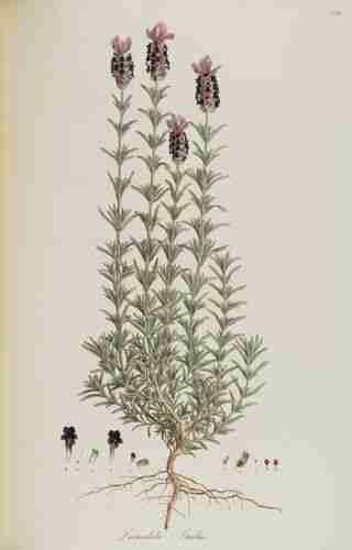 Illustration Lavandula stoechas, Par Sibthrop J., Smith J.E. (Flora Graeca, vol. 6: p. 40, t. 549, 1826), via plantillustrations 