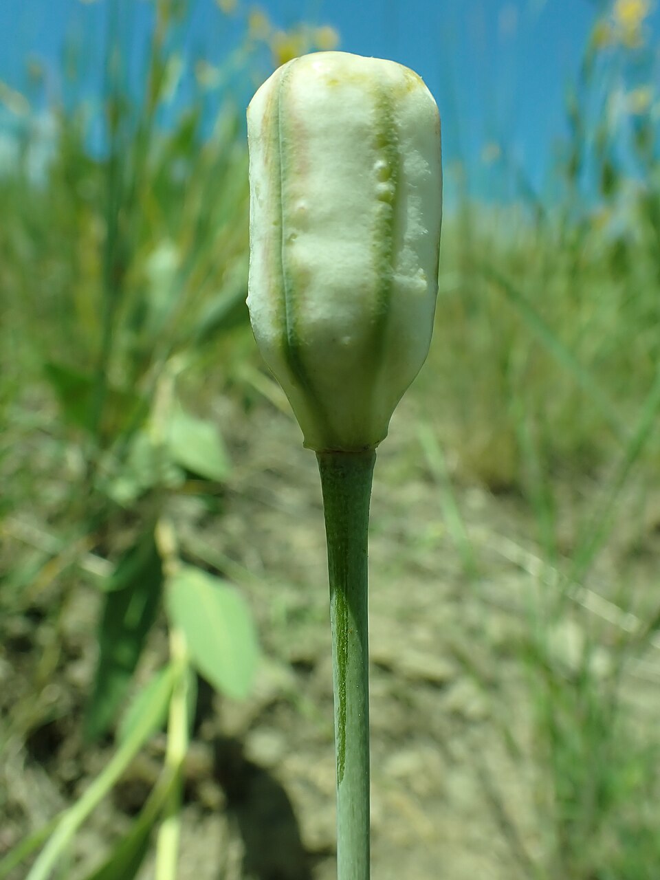 Illustration Fritillaria pudica, Par Matt+Lavin, via wikimedia 