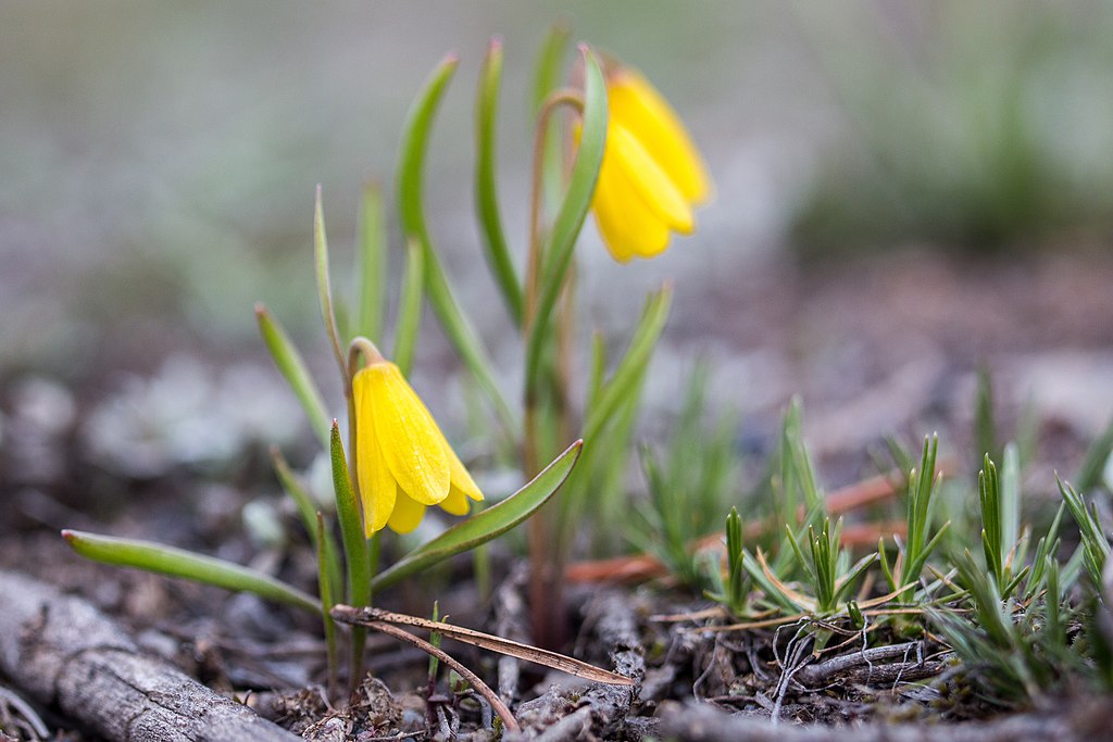 Illustration Fritillaria pudica, Par Neal+Herbert, via wikimedia 