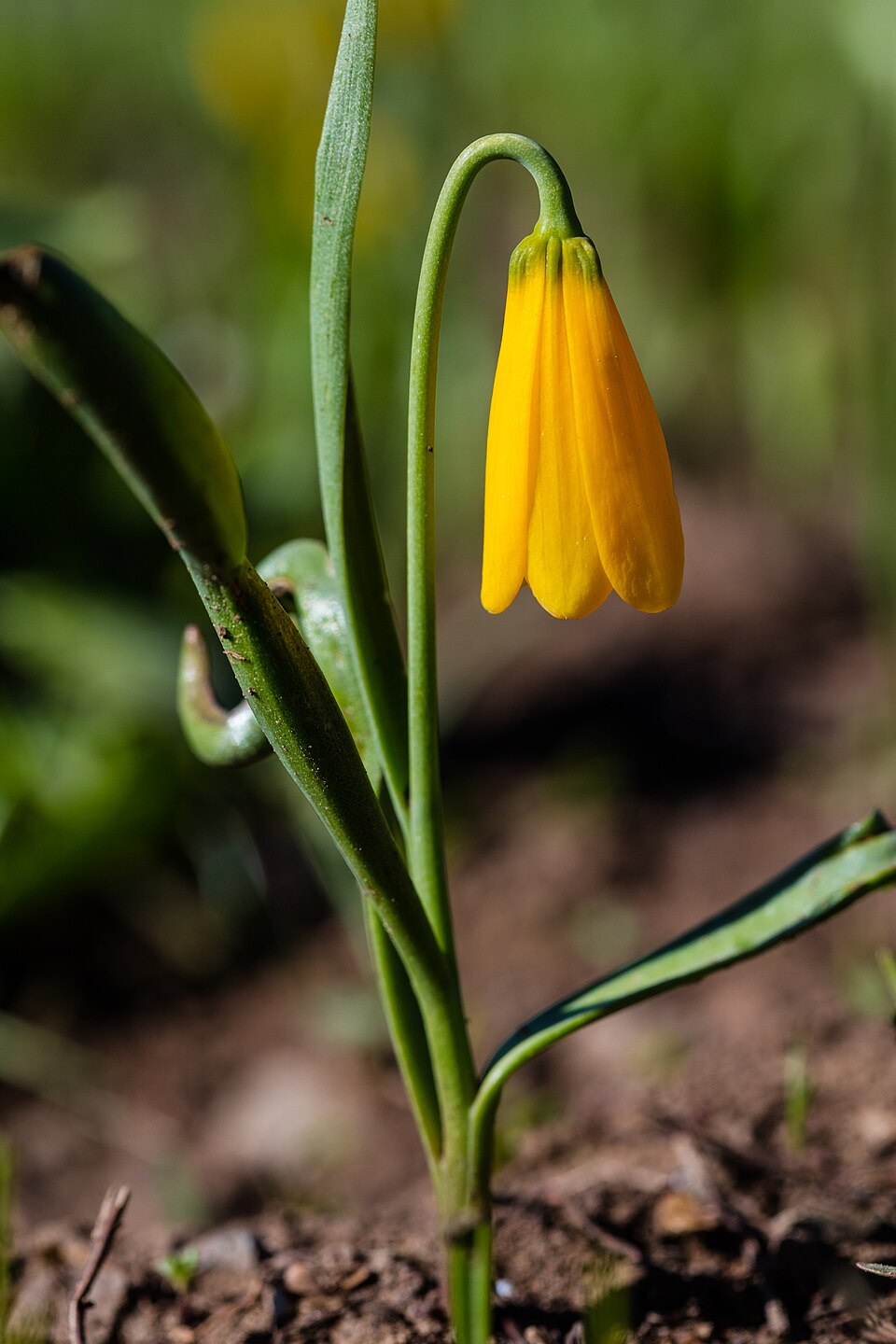 Illustration Fritillaria pudica, Par Jacob+W.+Frank, via wikimedia 
