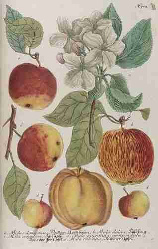 Illustration Malus domestica, Par Weinmann Johann Wilhelm (Phytanthoza iconographia, vol. 3: t. 704, fig. e ; 1742), via plantillustrations.org 