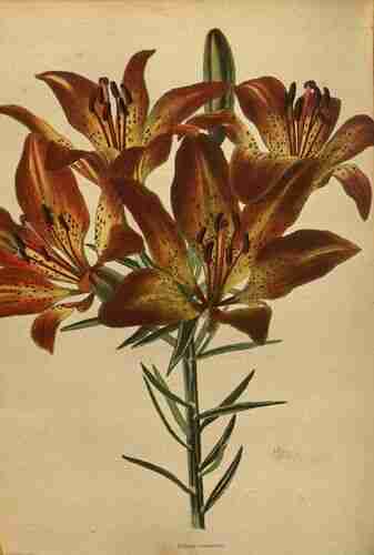 Illustration Lilium bulbiferum, Par Loddiges C. (The botanical cabinet, vol. 8: t. 784 , 1827), via plantillustrations.org 