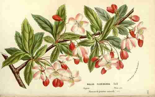 Illustration Malus floribunda, Par Houtte L. van (Flore des serres et des jardin de l´Europe, vol. 15: t. 0 ; 1845), via plantillustrations.org 