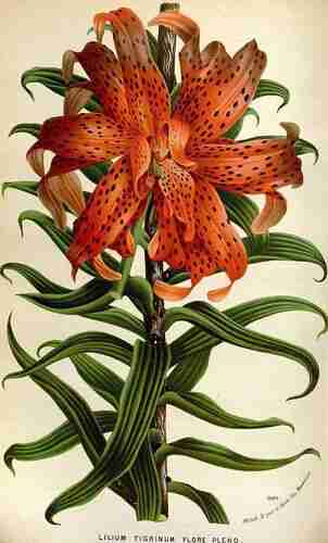Illustration Lilium lancifolium, 