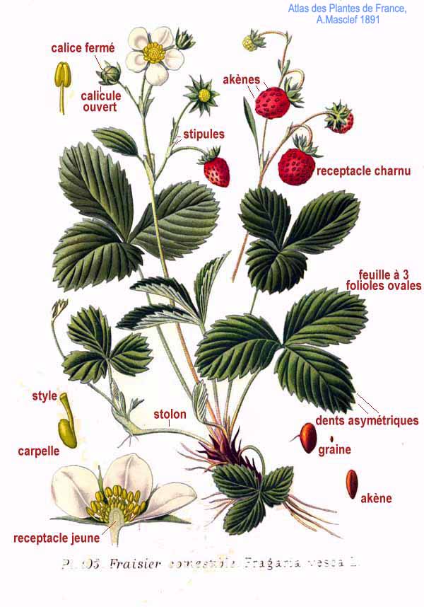 Illustration Fragaria vesca, Par Am%C3%A9d%C3%A9e+Masclef+%281858%E2%80%931916%29, via wikimedia 