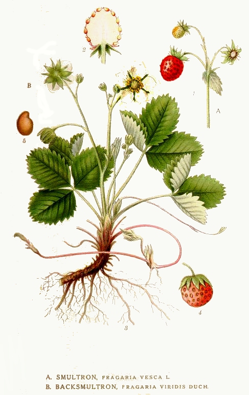 Illustration Fragaria vesca, Par Carl+Axel+Magnus+Lindman+%281856%E2%80%931928%29, via wikimedia 