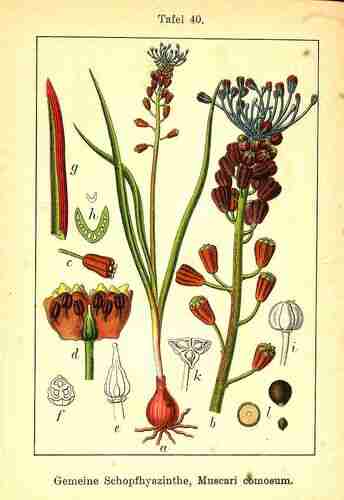 Illustration Leopoldia comosa, Par Krause E.H.L., Sturm J., Lutz K.G. (Flora von Deutschland in Abbildungen nach der Natur, Zweite auflage, vol. 1: t. 40, 1906), via plantillustrations.org 