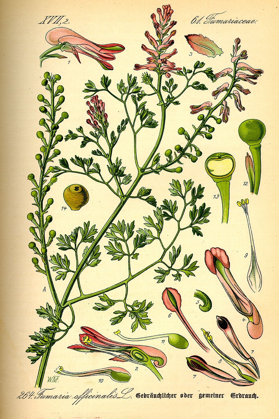 Illustration Fumaria officinalis, Par Prof.+Dr.+Otto+Wilhelm+Thom%C3%A9%2C+Flora+von+Deutschland%2C+%C3%96sterreich+und+der+Schweiz+1885%2C+Gera%2C+Allemagne, via wikimedia 