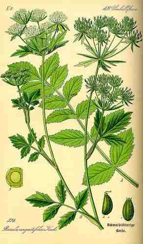 Illustration Berula erecta, Par Thomé O.W. (Flora von Deutschland Österreich und der Schweiz, Tafeln, vol. 3: t. 374 ; 1885), via plantillustrations.org 