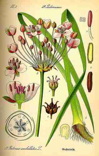 Illustration Butomus umbellatus, Par Thomé O.W. (Flora von Deutschland Österreich und der Schweiz, Tafeln, vol. 1: t. 37 ; 1885), via plantillustrations.org 