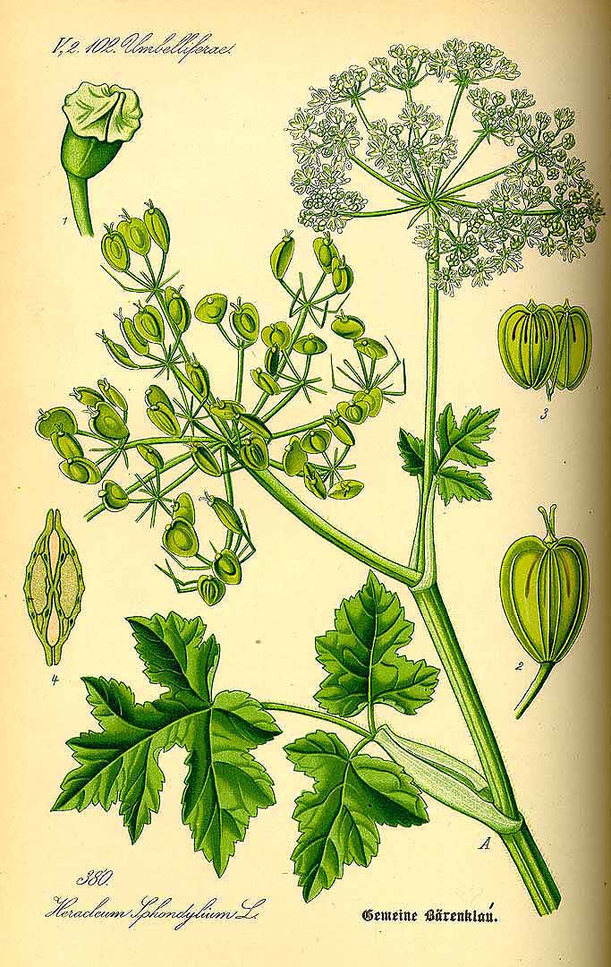 Illustration Heracleum sphondylium, Par Thomé O.W. (Flora von Deutschland Österreich und der Schweiz, Tafeln, vol. 3: t. 380, 1885), via x 