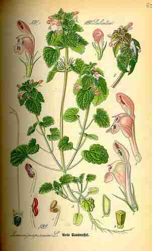 Illustration Lamium purpureum, Par Thomé, O.W. (Flora von Deutschland Österreich und der Schweiz, Tafeln, vol. 4: t. 523, 1885), via plantillustrations.org 