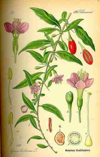 Illustration Lycium barbarum, Par Thomé O.W. (Flora von Deutschland Österreich und der Schweiz, Tafeln, vol. 4: t. 490, 1885), via plantillustrations.org 