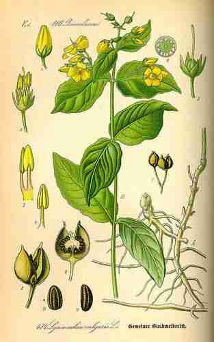 Illustration Lysimachia vulgaris, Par Thomé O.W. (Flora von Deutschland Österreich und der Schweiz, Tafeln, vol. 4: t. 474, 1885), via plantillustrations.org 