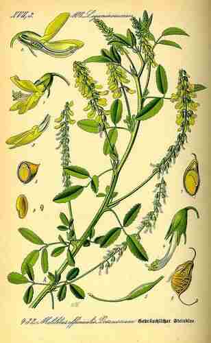 Illustration Melilotus officinalis, Par Thomé O.W. (Flora von Deutschland Österreich und der Schweiz, Tafeln, vol. 3: t. 432 ; 1885), via plantillustrations.org 