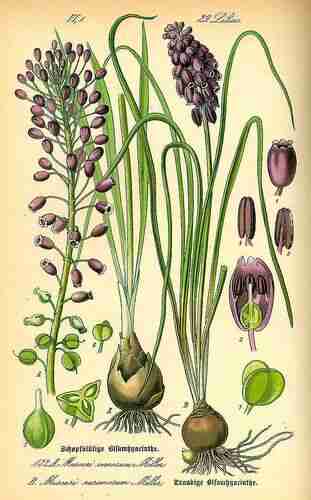 Illustration Leopoldia comosa, Par Thomé O.W. (Flora von Deutschland Österreich und der Schweiz, Tafeln, vol. 1: t. 132, fig. A, 1885), via plantillustrations.org 