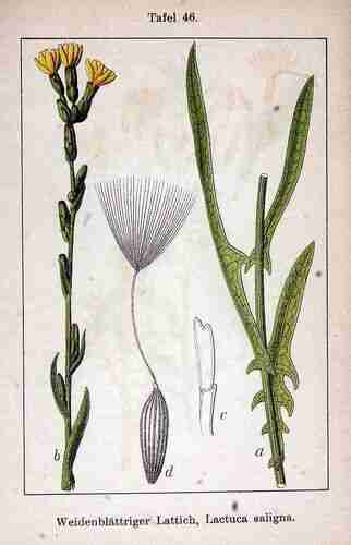 Illustration Lactuca saligna, Par Krause E.H.L., Sturm J., Lutz K.G. (Flora von Deutschland in Abbildungen nach der Natur, Zweite auflage, vol. 14: t. 46, 1906), via plantillustrations.org 